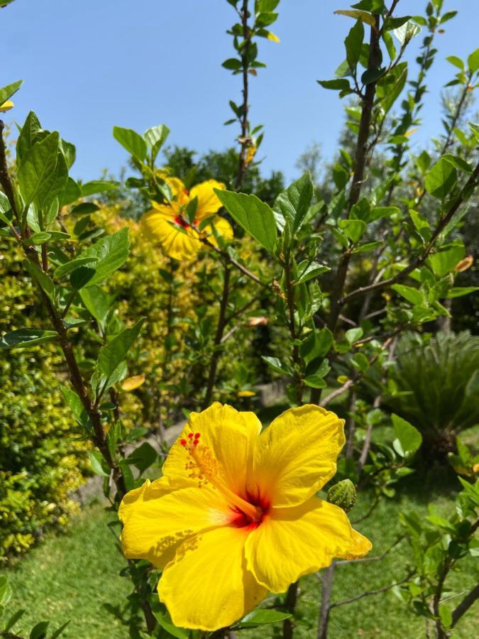 Villa Aurelio Squillace Dış mekan fotoğraf