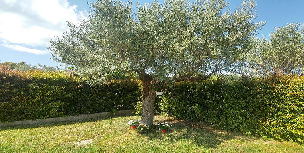 Villa Aurelio Squillace Dış mekan fotoğraf
